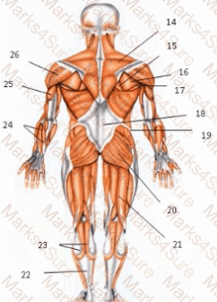 CPT Question 32